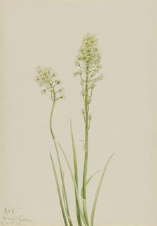 Death Camas (Zygadenus venenosus), 1923. Creator: Mary Vaux Walcott