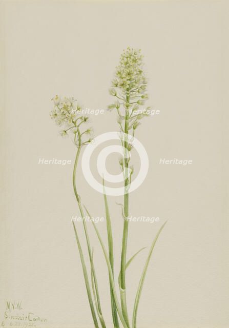 Death Camas (Zygadenus venenosus), 1923. Creator: Mary Vaux Walcott.