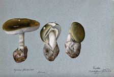 Death cap fungus (Amanita phalloides): three fruiting bodies, 1896. Creator: Cecil Henry Spencer Perceval