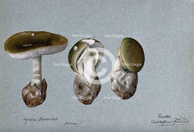 Death cap fungus (Amanita phalloides): three fruiting bodies, 1896. Creator: Cecil Henry Spencer Perceval.