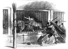 Death of the "Lion Queen", in Wombwell's Menagerie, at Chatham, 1850. Creator: Unknown