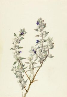 Death Valley Sage (Salvia funerea), ca. early 1930s. Creator: Mary Vaux Walcott
