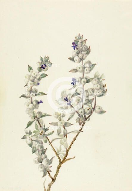 Death Valley Sage (Salvia funerea), ca. early 1930s. Creator: Mary Vaux Walcott.