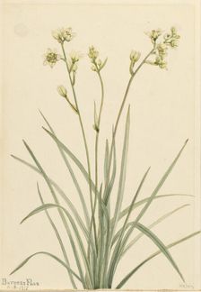 Deathcamas (Zygadenus elegans), 1917. Creator: Mary Vaux Walcott