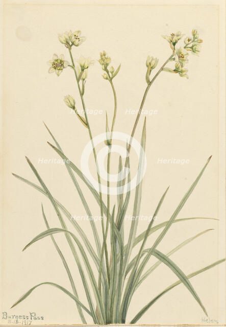 Deathcamas (Zygadenus elegans), 1917. Creator: Mary Vaux Walcott.