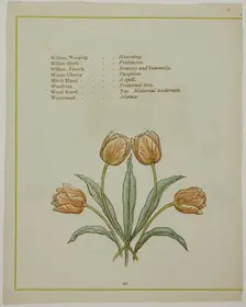 Decorative Illustration, from The Illuminated Language of Flowers, published 1884. Creators: Edmund Evans, Catherine Greenaway