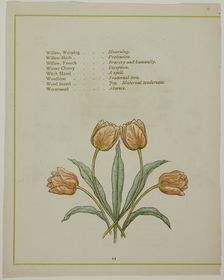 Decorative Illustration, from The Illuminated Language of Flowers, published 1884. Creators: Edmund Evans, Catherine Greenaway