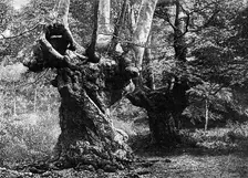 Dedication of Burnham Beeches to the public: the Elder Brethren, 1883. Creator: William James Palmer