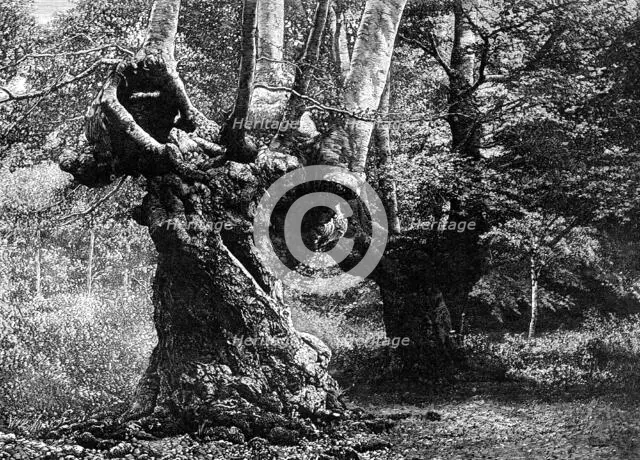 Dedication of Burnham Beeches to the public: the Elder Brethren, 1883. Creator: William James Palmer.