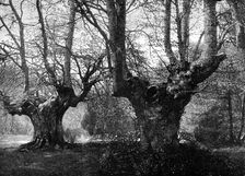 Dedication of Burnham Beeches to the public: spring-time at Burnham Beeches, 1883. Creator: Unknown