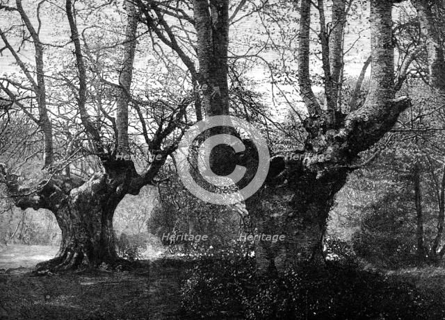 Dedication of Burnham Beeches to the public: spring-time at Burnham Beeches, 1883. Creator: Unknown.
