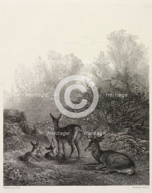 Deer at Rest. Creator: Karl Bodmer (Swiss, 1809-1893).