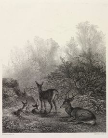 Deer at Rest. Creator: Karl Bodmer (Swiss, 1809-1893)
