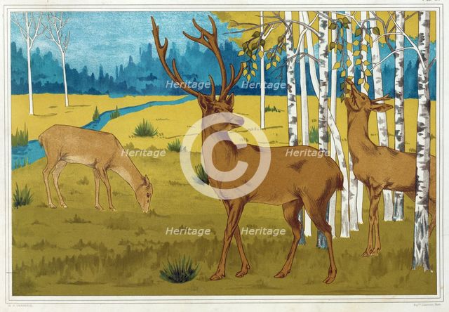 Deer, from 'L'Animal dans la Decoration', pub. 1897. Creator: Maurice Pillard Verneuil (1869?1942).