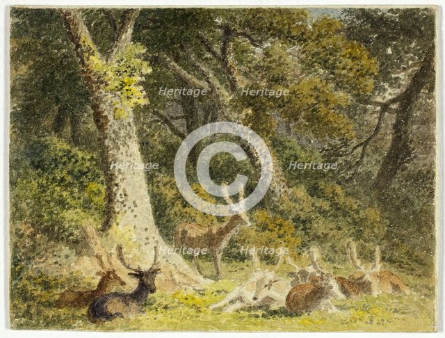 Deer Herd Resting, 1789-1844. Creator: Robert Hills.