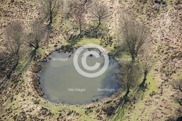Deer in the pond near White Ash Lodge, Richmond Park, Richmond upon Thames, London, 2018. Creator: Historic England Staff Photographer.