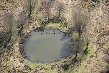 Deer in the pond near White Ash Lodge, Richmond Park, Richmond upon Thames, London, 2018. Creator: Historic England Staff Photographer
