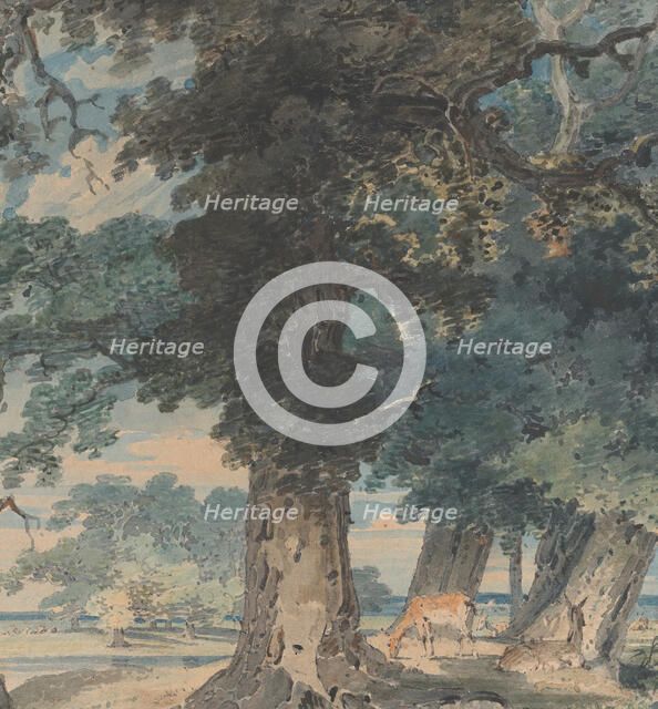 Deer in Windsor Forest, 1793-94. Creator: Thomas Girtin.