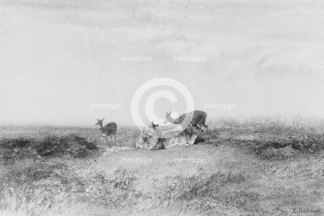 Deer in a Landscape, . Creator: Karl Bodmer.