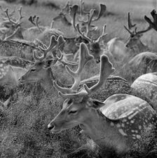 Deer in Bushy Park, Greater London, 1964. Artist: John Gay