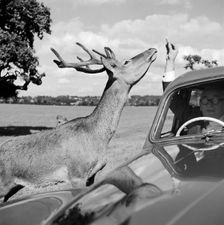Deer in Richmond Park, Greater London, 1962-1964. Artist: John Gay