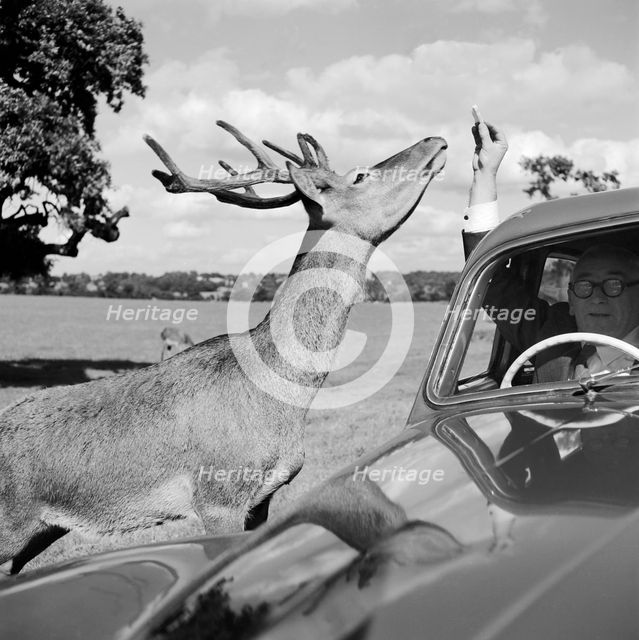 Deer in Richmond Park, Greater London, 1962-1964. Artist: John Gay