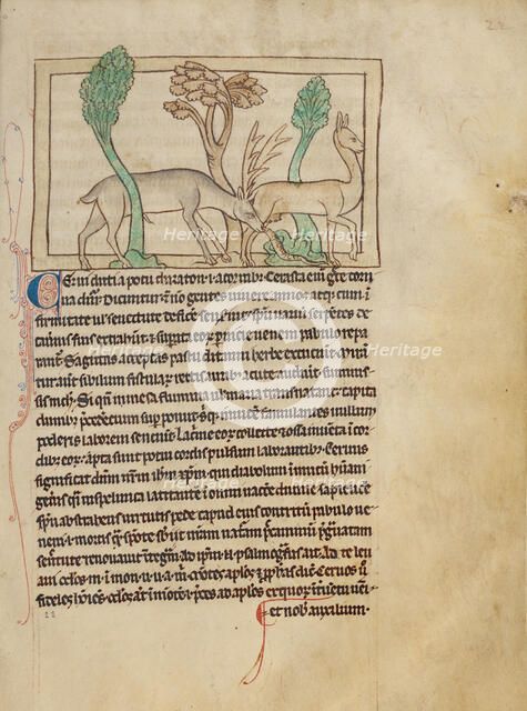 Deer; Northumberland Bestiary, about 1250-1260. Creator: Unknown.