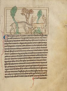 Deer; Northumberland Bestiary, about 1250-1260. Creator: Unknown