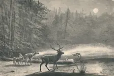 Deer on Lake St. Regis, at night 1883