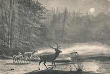 Deer on Lake St. Regis, at night 1883