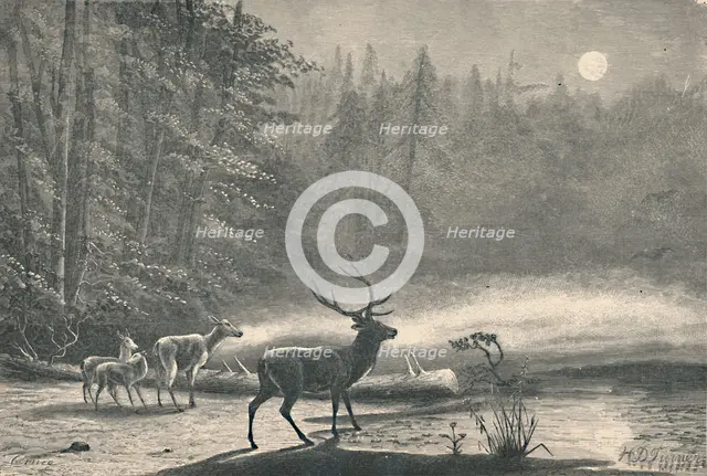 'Deer on Lake St. Regis, at night', 1883. Artist: Unknown.
