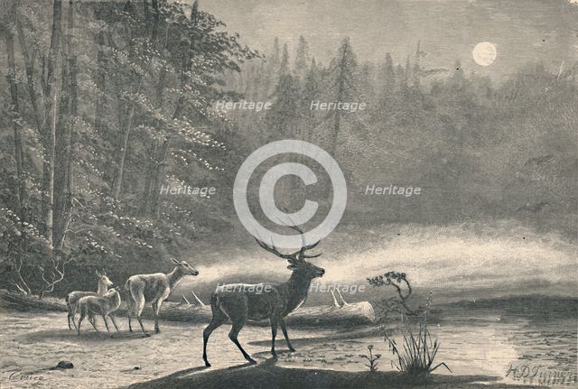 'Deer on Lake St. Regis, at night', 1883. Artist: Unknown.