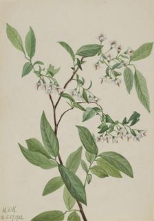 Deerberry (Polycodium stamineum), 1922. Creator: Mary Vaux Walcott