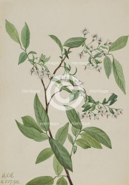 Deerberry (Polycodium stamineum), 1922. Creator: Mary Vaux Walcott.