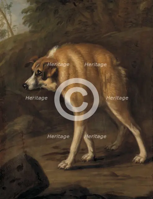 Deformed dog, 1690. Creator: David Klocker Ehrenstrahl.