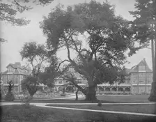 Del Monte, Monterey, California c1897. Creator: Unknown