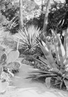 Del Monte, California or San Francisco views, 1927 Creator: Arnold Genthe