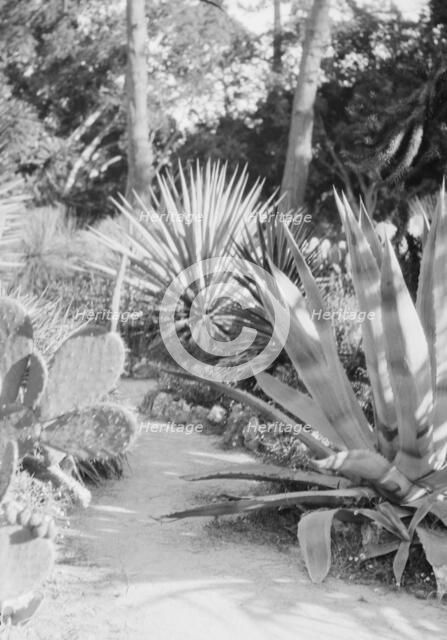 Del Monte, California or San Francisco views, 1927 Creator: Arnold Genthe.