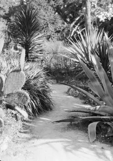 Del Monte, California views, 1927 Creator: Arnold Genthe