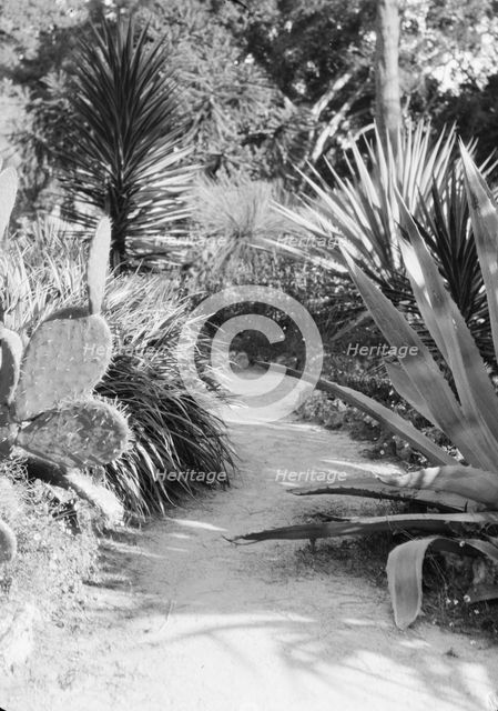 Del Monte, California views, 1927 Creator: Arnold Genthe.