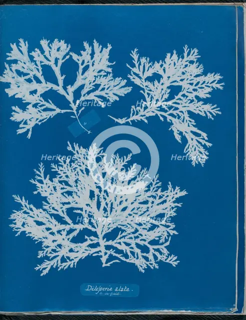 Delesseria alata a. in fruit, 1843 or 1844. Creator: Anna Atkins.