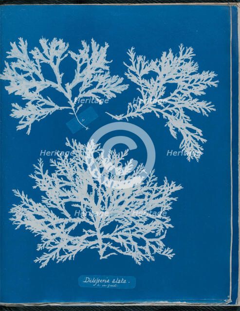 Delesseria alata a. in fruit, 1843 or 1844. Creator: Anna Atkins.