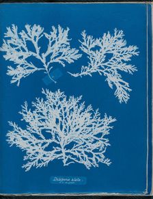 Delesseria alata a. in fruit, 1843 or 1844. Creator: Anna Atkins