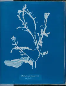 Delesseria sanguinea in fruit, 1843 or 1844. Creator: Anna Atkins