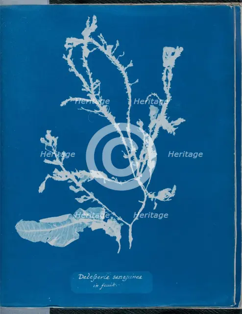 Delesseria sanguinea in fruit, 1843 or 1844. Creator: Anna Atkins.