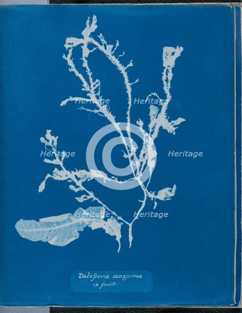 Delesseria sanguinea in fruit, 1843 or 1844. Creator: Anna Atkins.