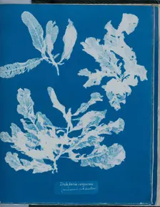 Delesseria sanguinea (much cover'd with Corallines), 1843 or 1844. Creator: Anna Atkins