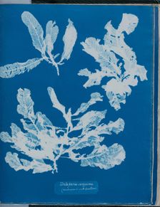 Delesseria sanguinea (much cover'd with Corallines), 1843 or 1844. Creator: Anna Atkins