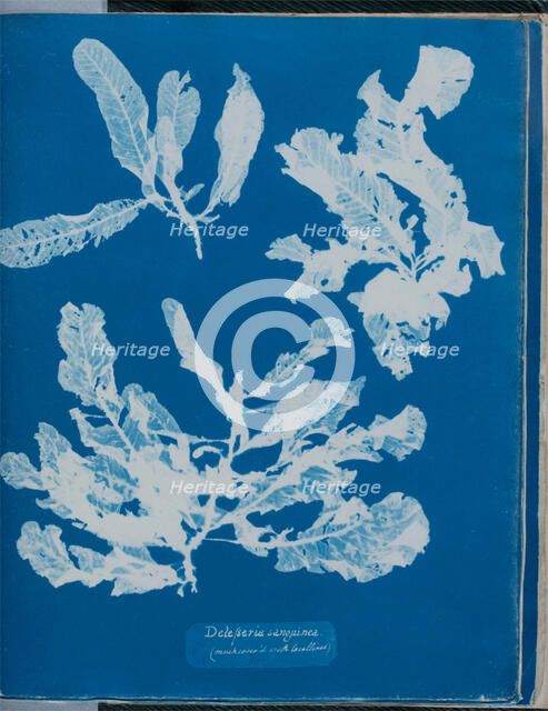 Delesseria sanguinea (much cover'd with Corallines), 1843 or 1844. Creator: Anna Atkins.