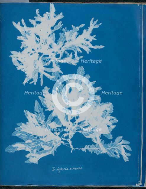 Delesseria sinuosa, 1843 or 1844. Creator: Anna Atkins.